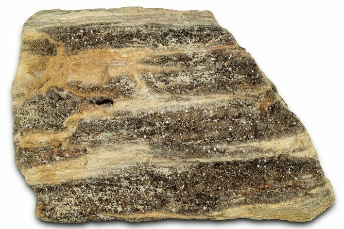 Glittering Petrified Wood with Druzy Quartz - Alabama #325497